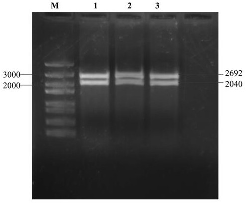 A kind of alginate lyase sha-6 gene and its application