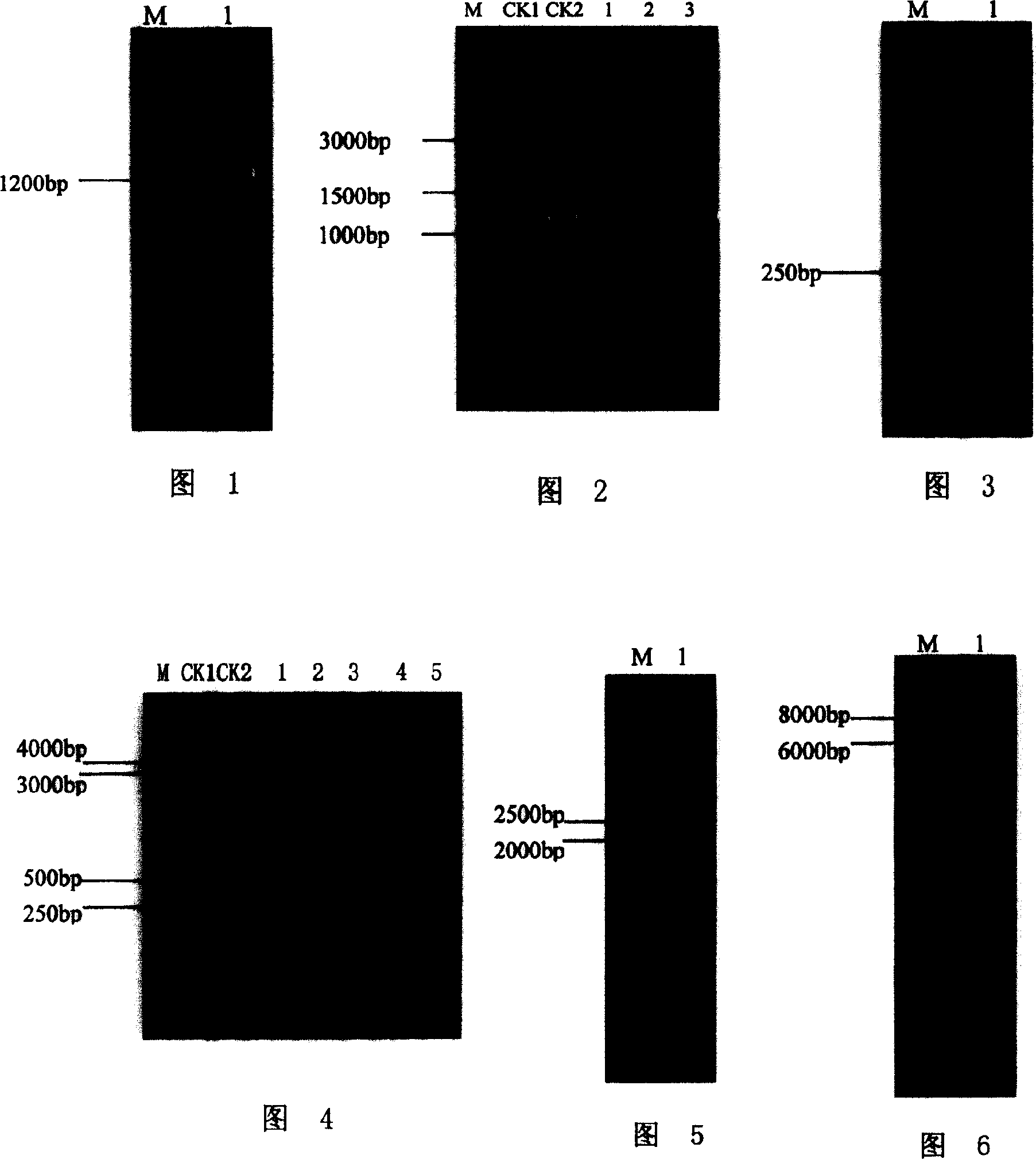 Tomato RNA virus host factor and genes encoding same and use thereof