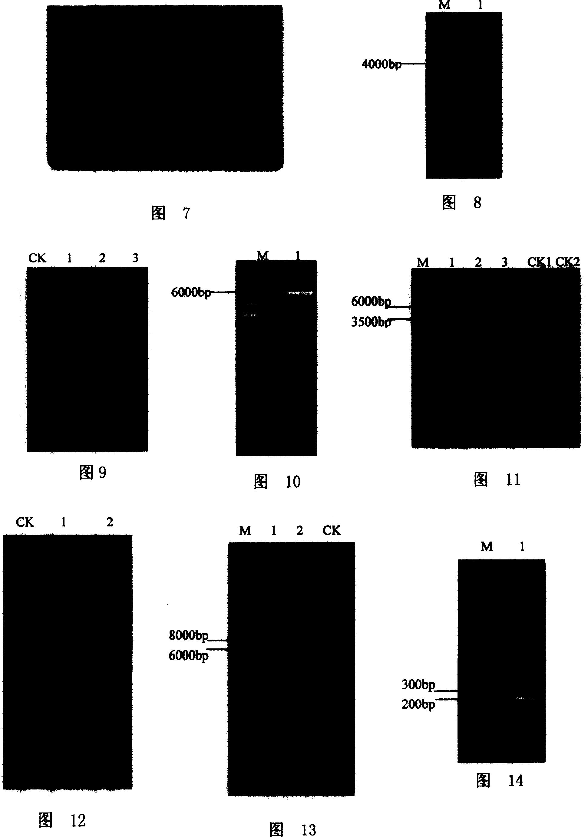 Tomato RNA virus host factor and genes encoding same and use thereof