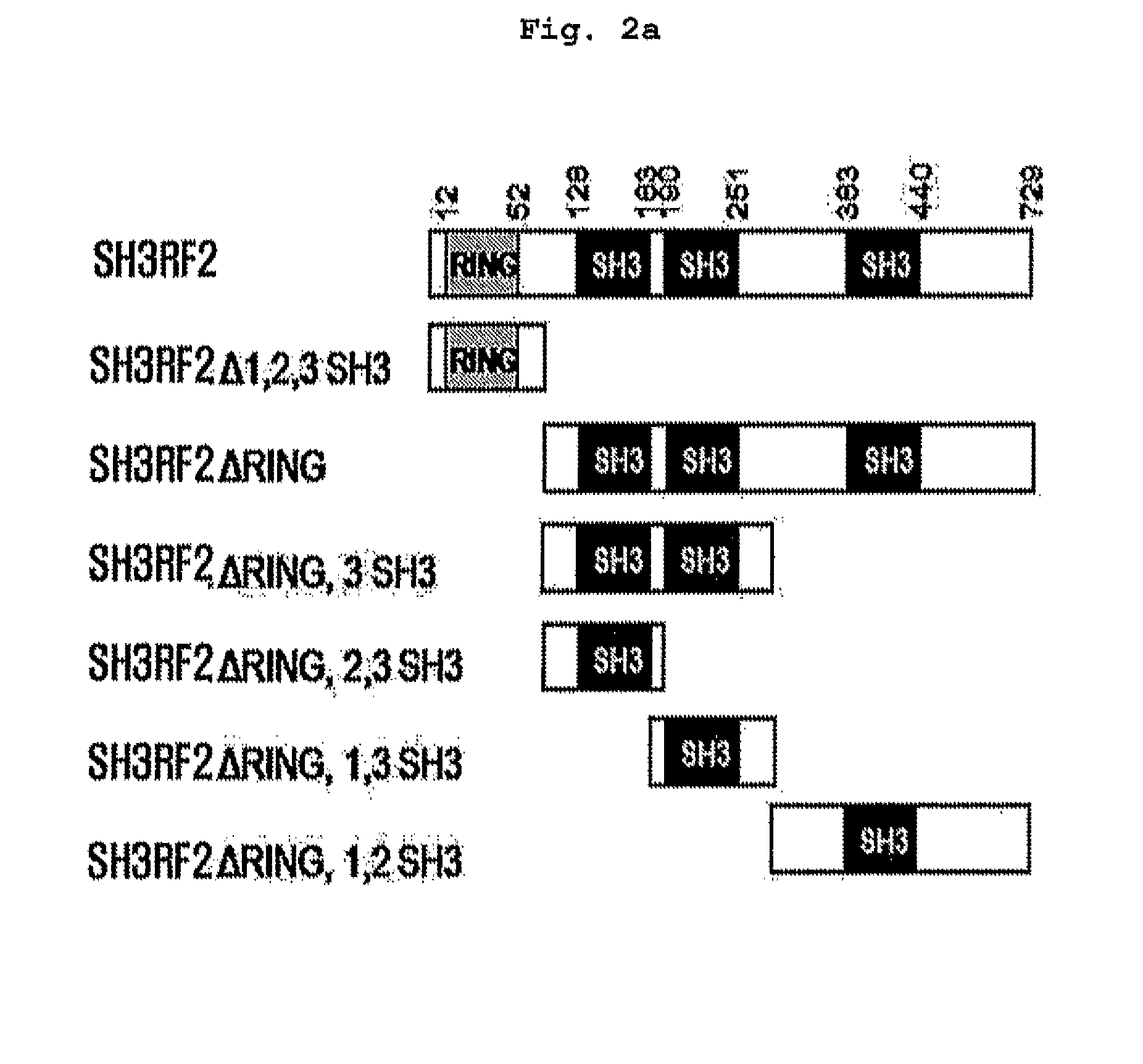 Composition containing inhibitors of the expression or activity of SH3RF2 for preventing or treating cancer