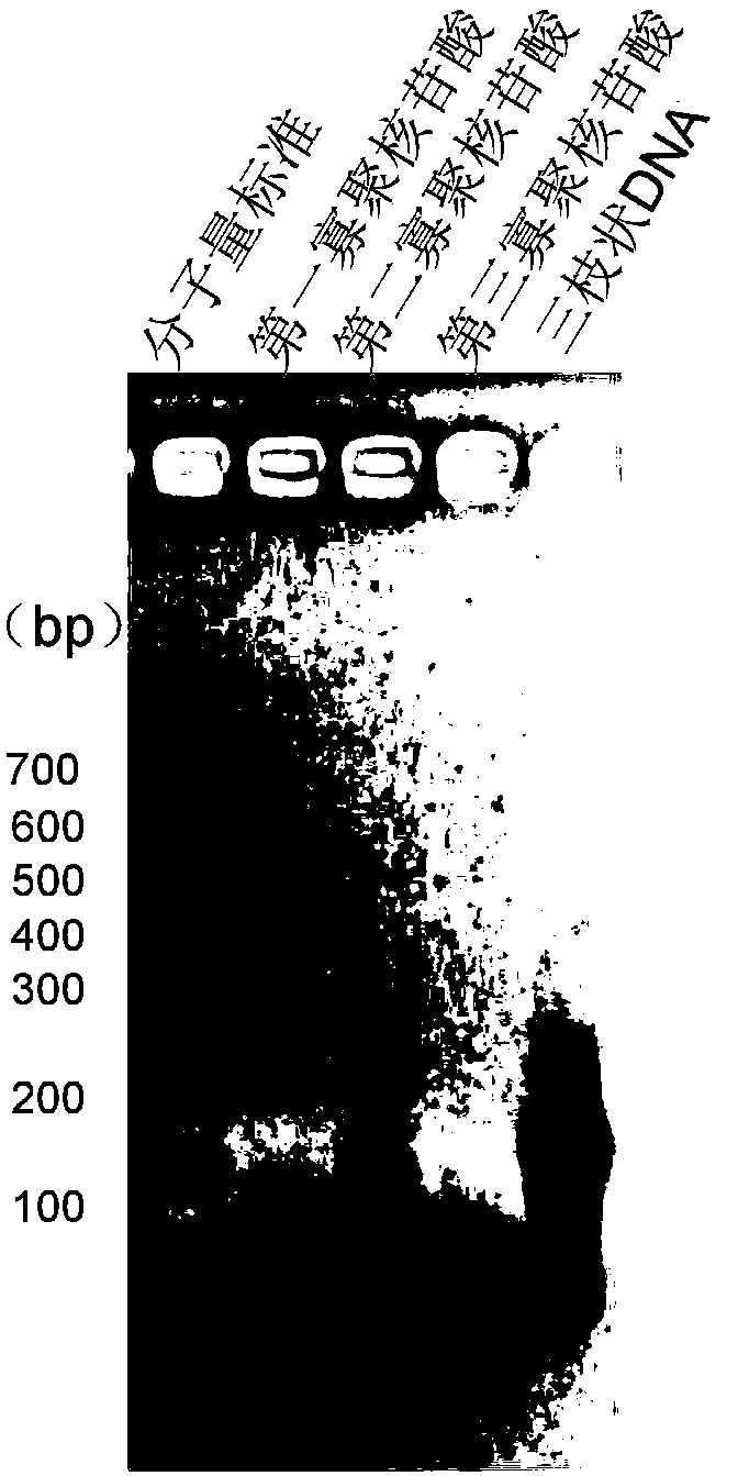 Three-branch-like nucleic acid nano silver fluorescent cluster as well as preparation method and application