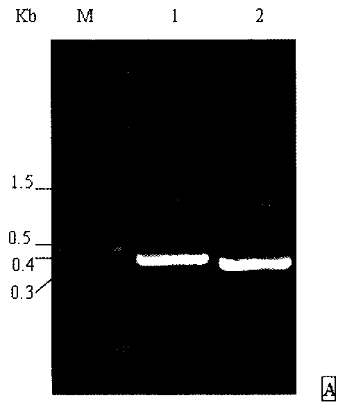 AIDS live carrier multipartial vaccine and construction method thereof