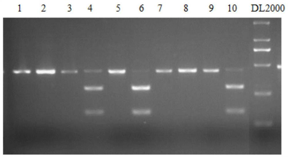 A kind of specific caps molecular marker snp545 and method for identifying hypoallergenic special purpose soybean varieties and its application