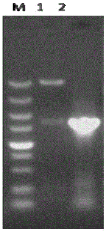 Method for preparing pig sapporo virus antigen