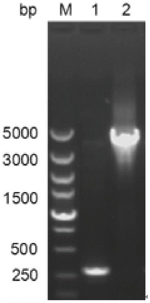 Method for preparing pig sapporo virus antigen