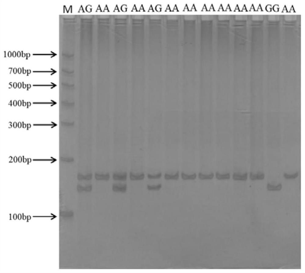 SNP (Single Nucleotide Polymorphism) for selecting piglets with high diarrhea resistance, detection method and application of SNP