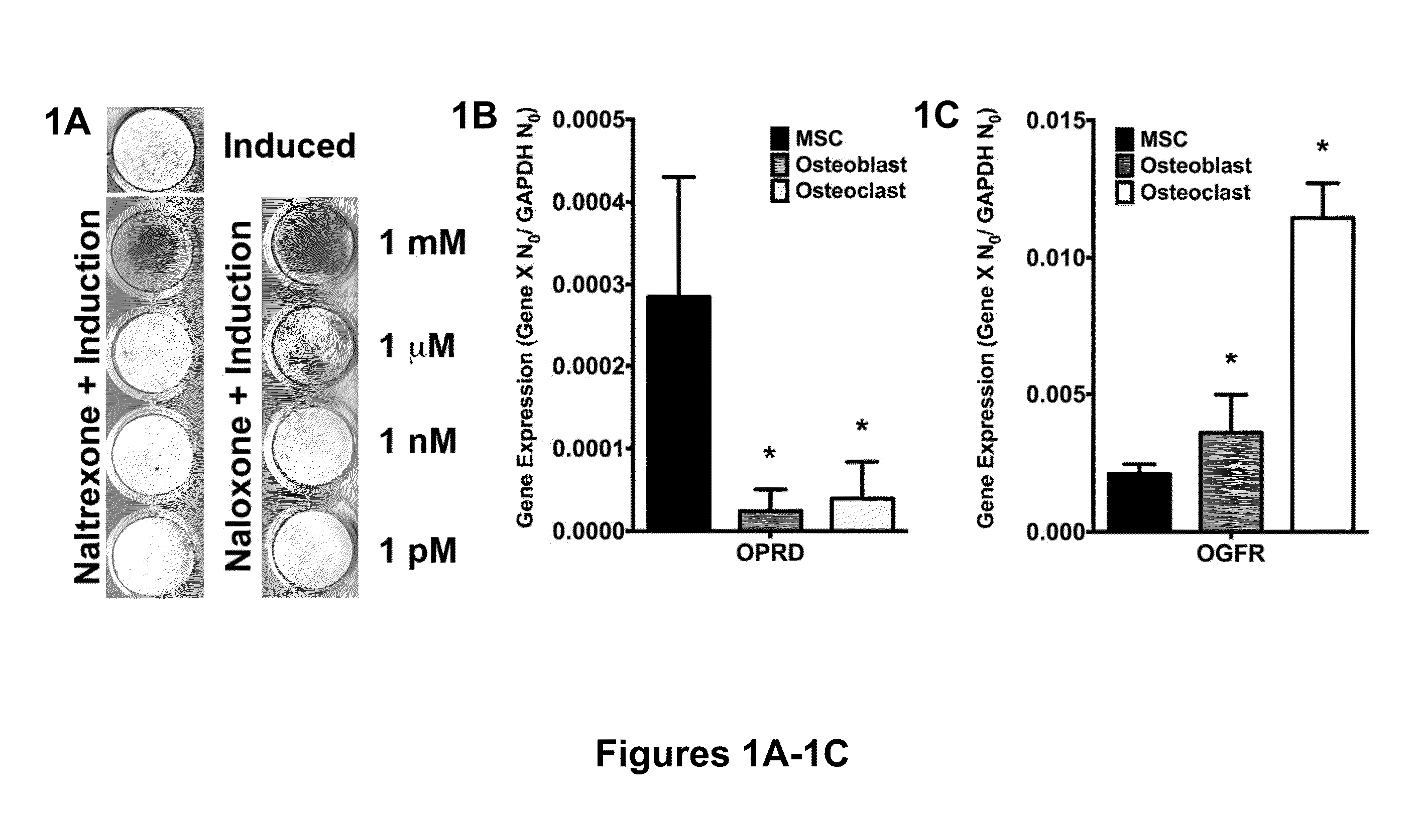 Compositions and methods to promote bone formation