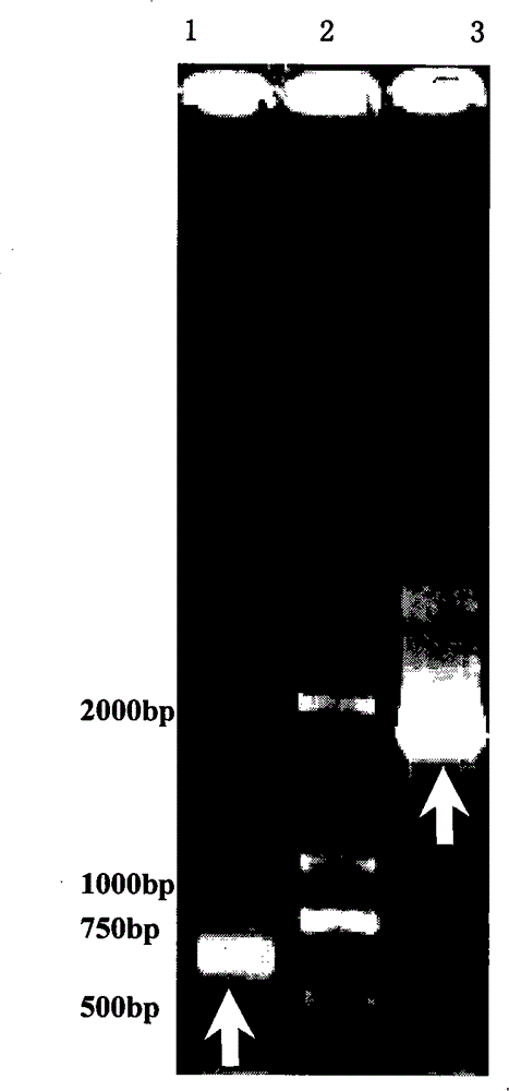 Hydrogen production associated protein, coding genes thereof and application thereof