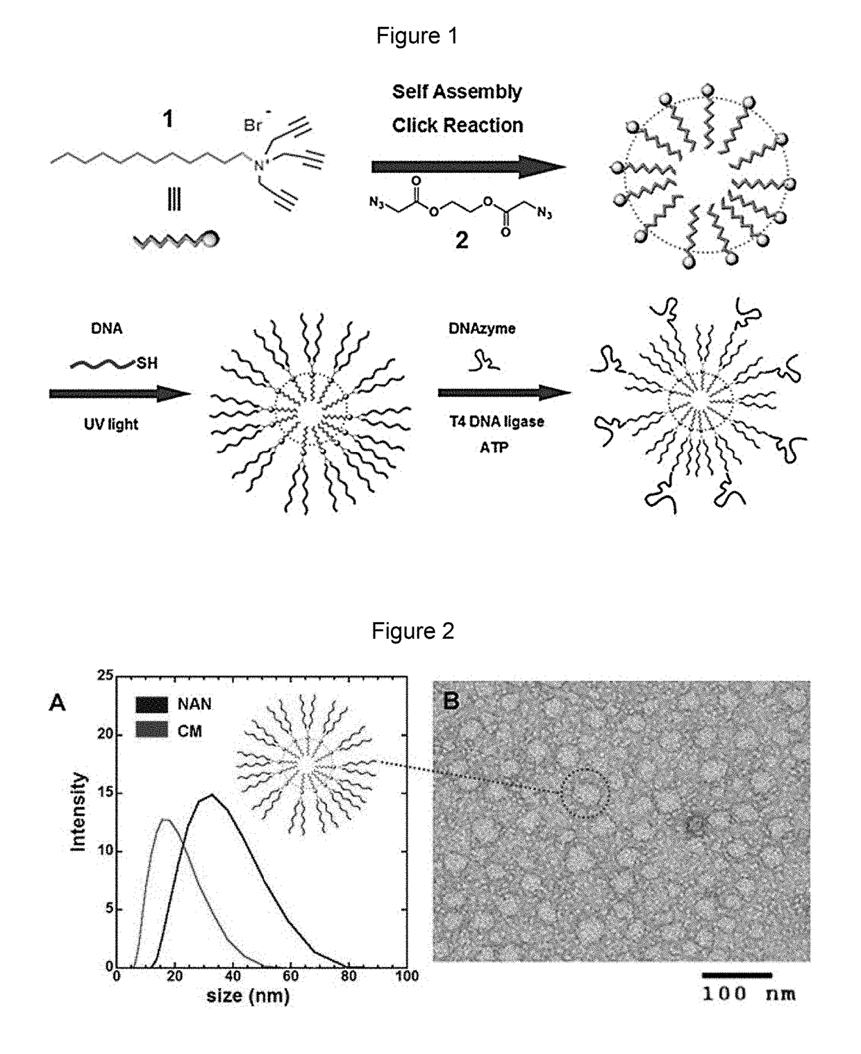 Nucleic acid nanocapsules for drug delivery and targeted gene knockdown