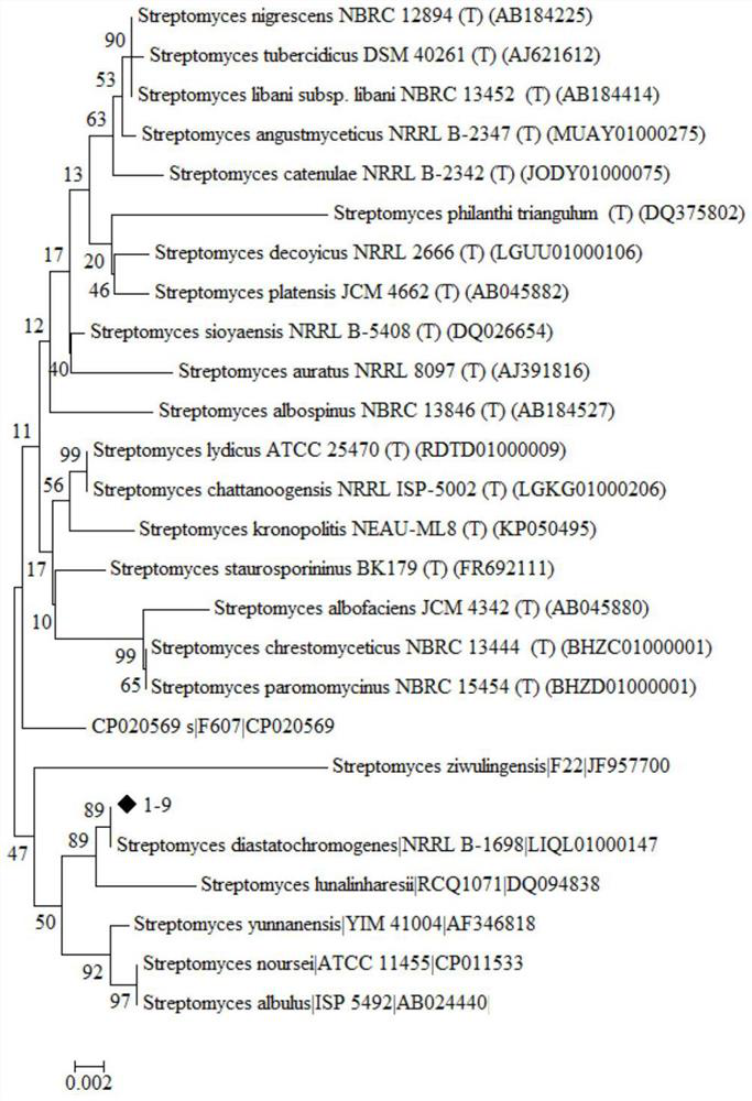 Streptomyces diastatochromogenes capable of resisting banana wilt and application of streptomyces diastatochromogenes