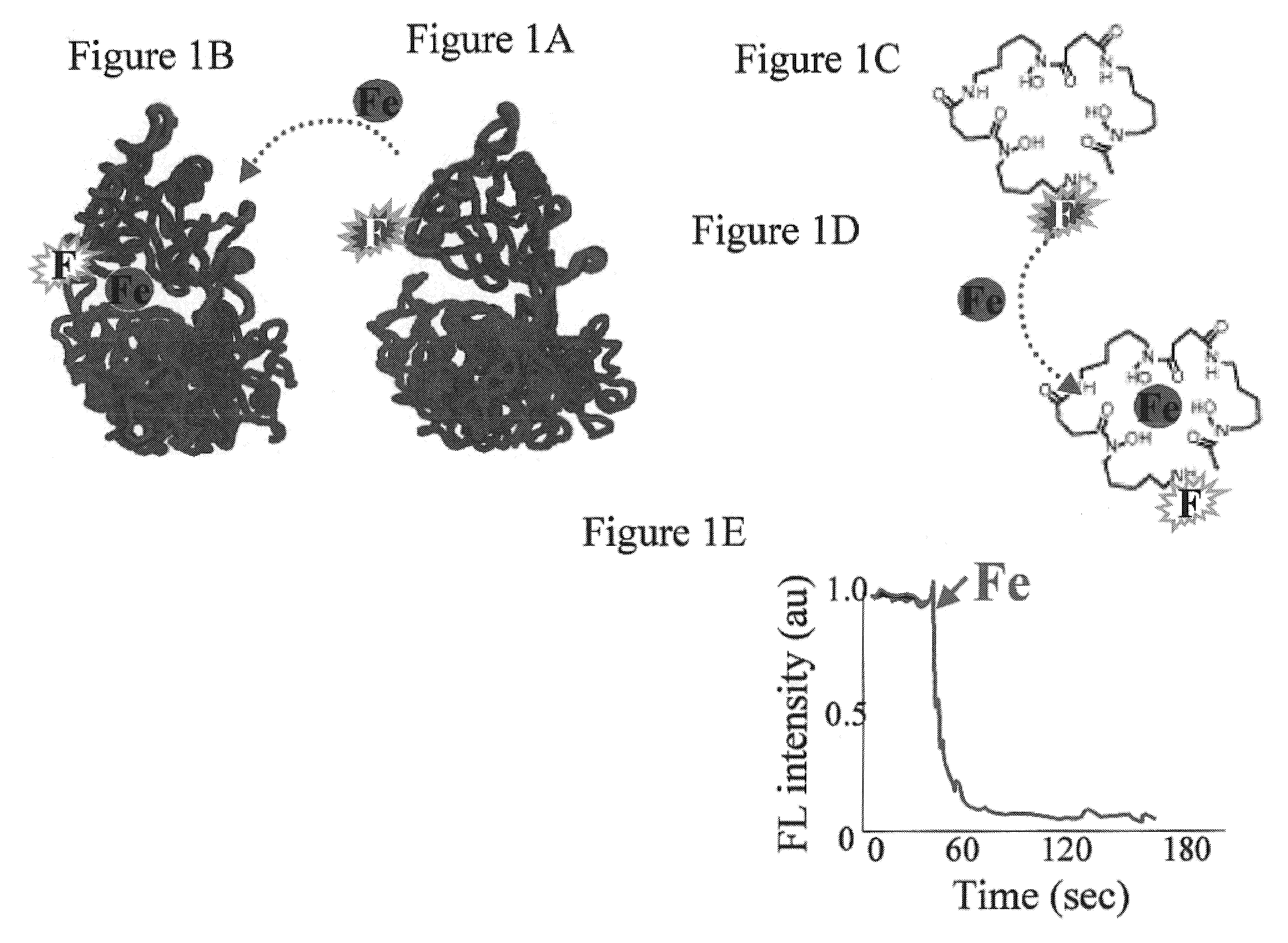 Molecules and methods using same for measuring non-transferrin bound iron