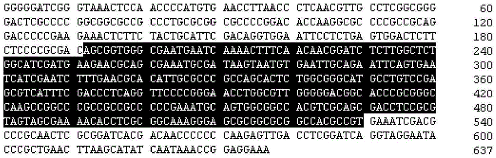 Characteristic nucleotide sequence, nucleic acid molecular probe, kit and method for identifying branched Cordyceps