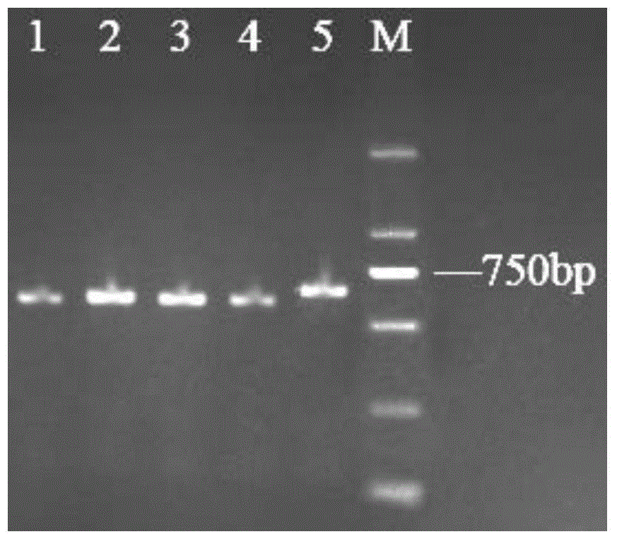 Characteristic nucleotide sequence, nucleic acid molecular probe, kit and method for identifying branched Cordyceps