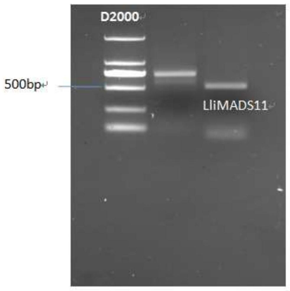 A kind of llimads11 gene isolated from red olive plum and its application method