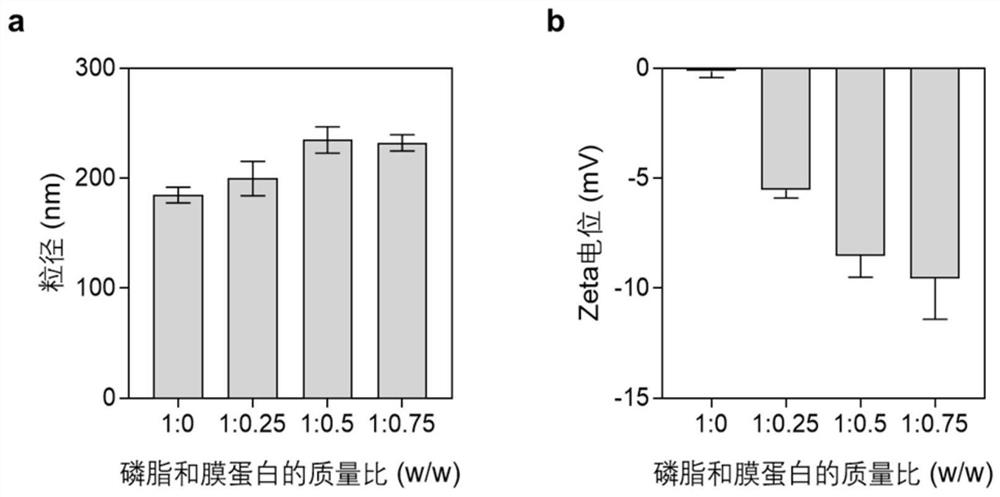 Neutrophil-like nano drug delivery system as well as preparation method and application thereof