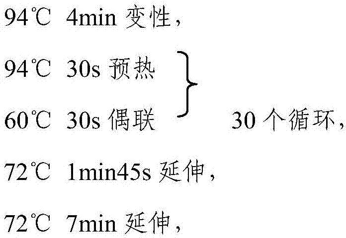 A rapid identification method of mirror carp