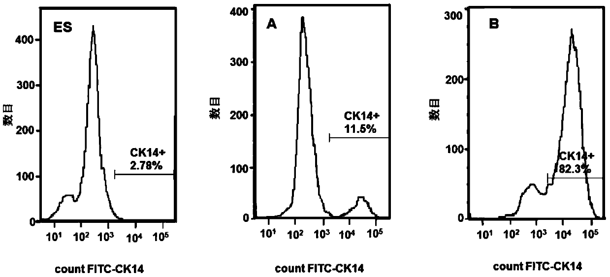 Culture medium and method for inducing directional differentiation of embryonic stem cells into keratinocytes