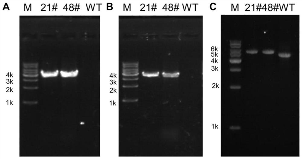 Genetically engineered bacterium of coleophoma sp. with efficient homologous recombination as well as construction method and application of genetically engineered bacterium