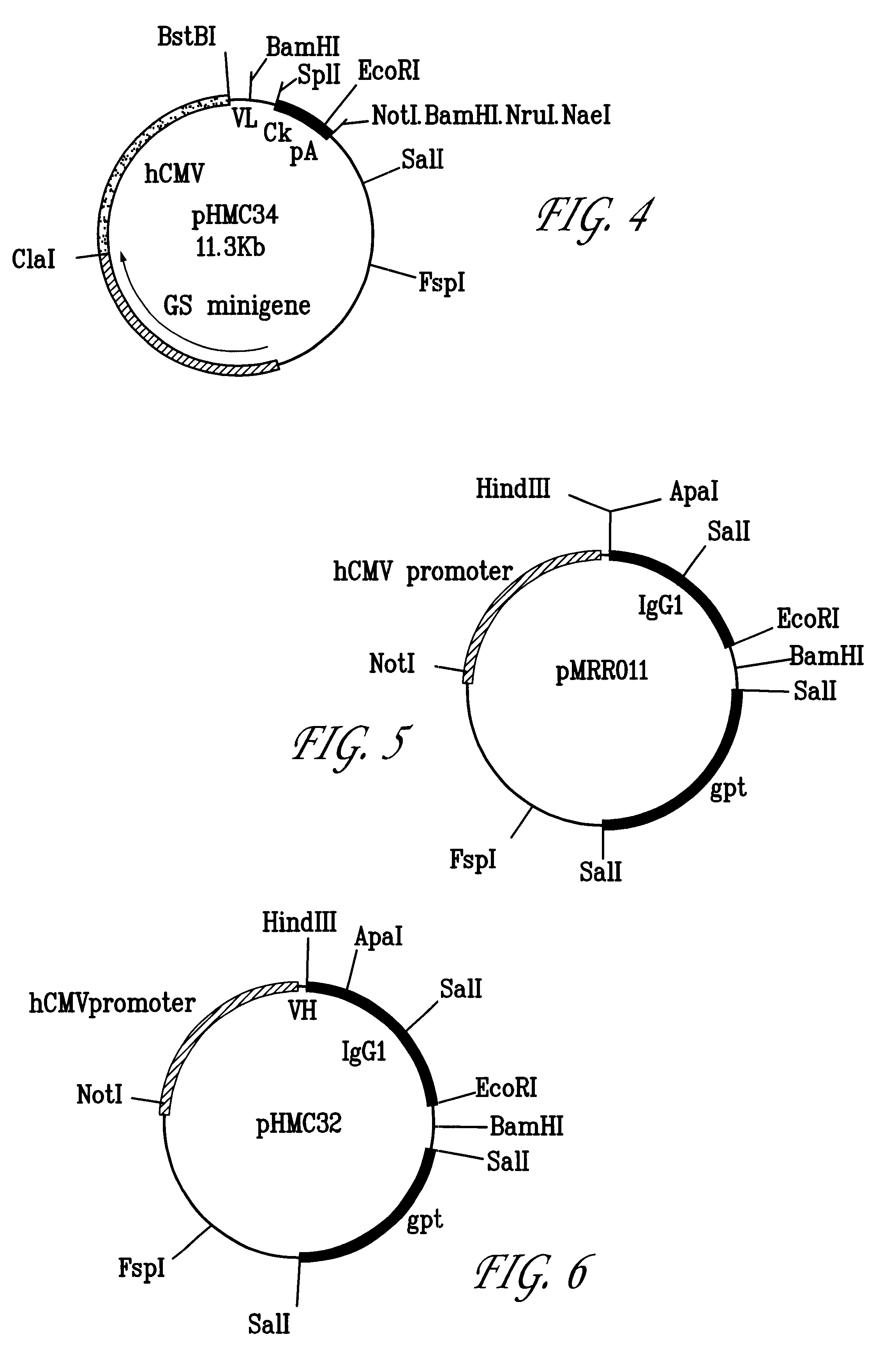 Anti-HMFG antibodies and processes for their production