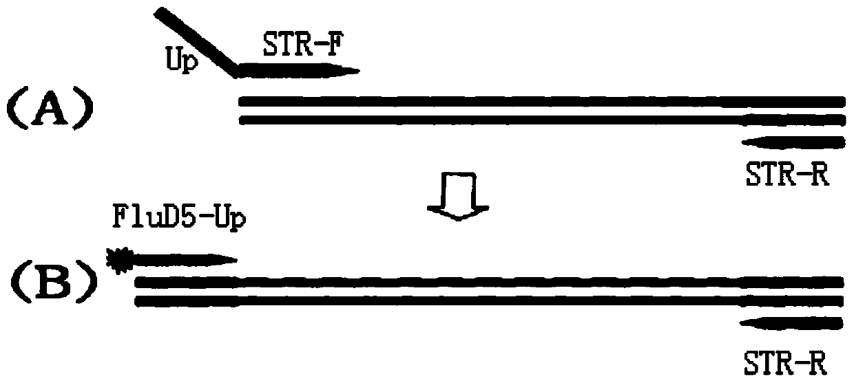 Compound amplification system and kit for detecting chromosome deficiency