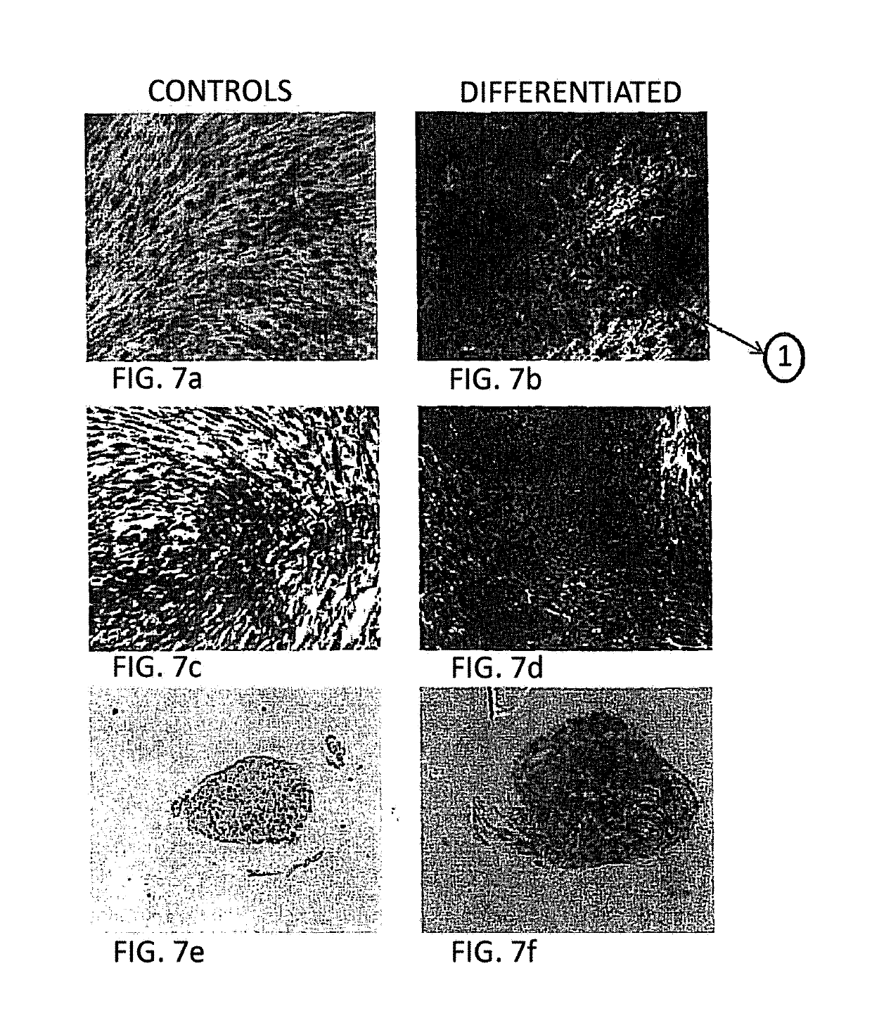 Method of obtaining a population of cells