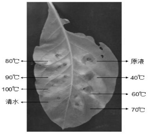 A penicillium protein elicitor eptp and its application in improving plant disease resistance