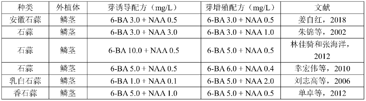 Method for establishing new lycoris variety 'Taohong' tissue culture rapid-propagation technical system