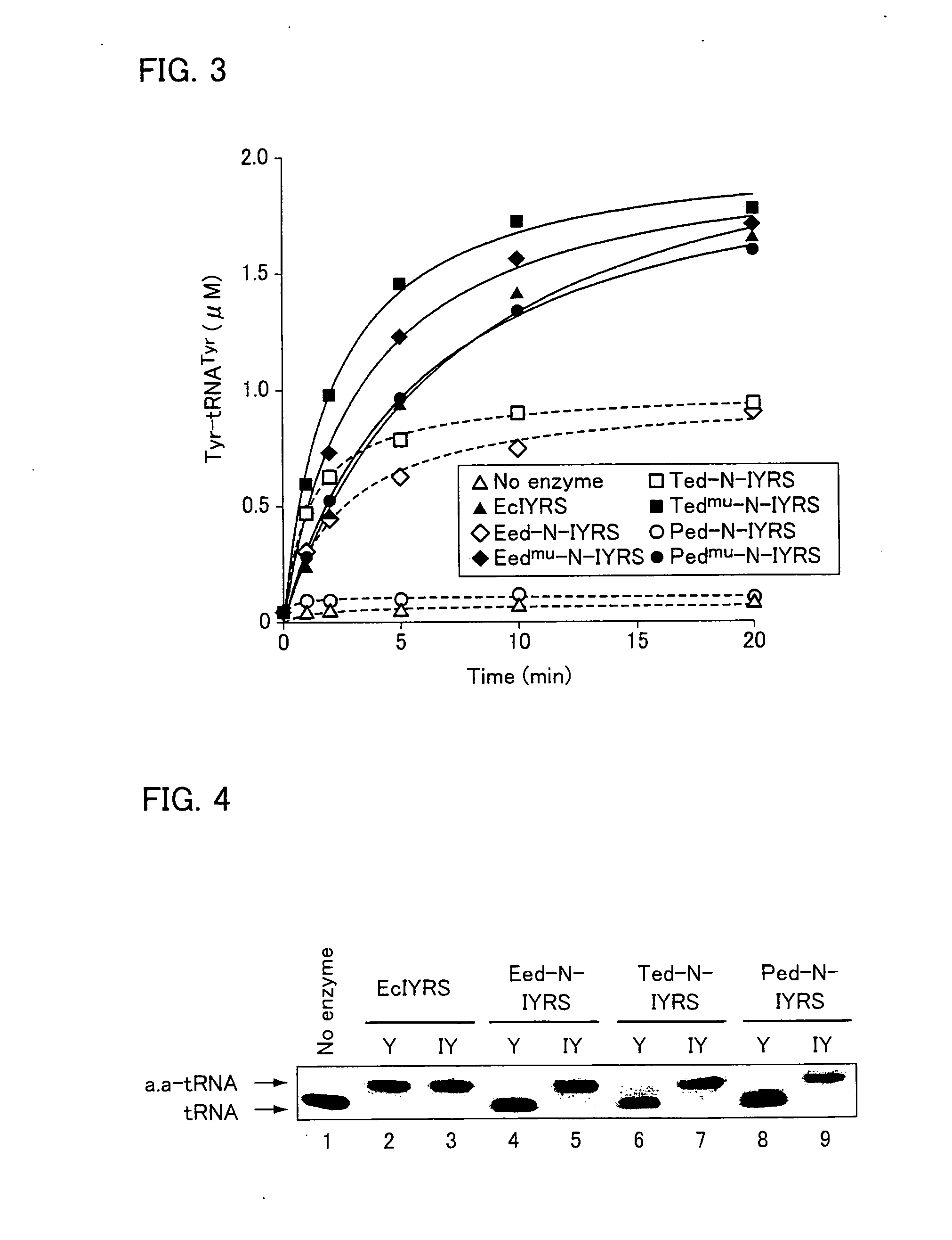 Polypeptide having activity of aminoacyl-tRNA synthetase and use thereof
