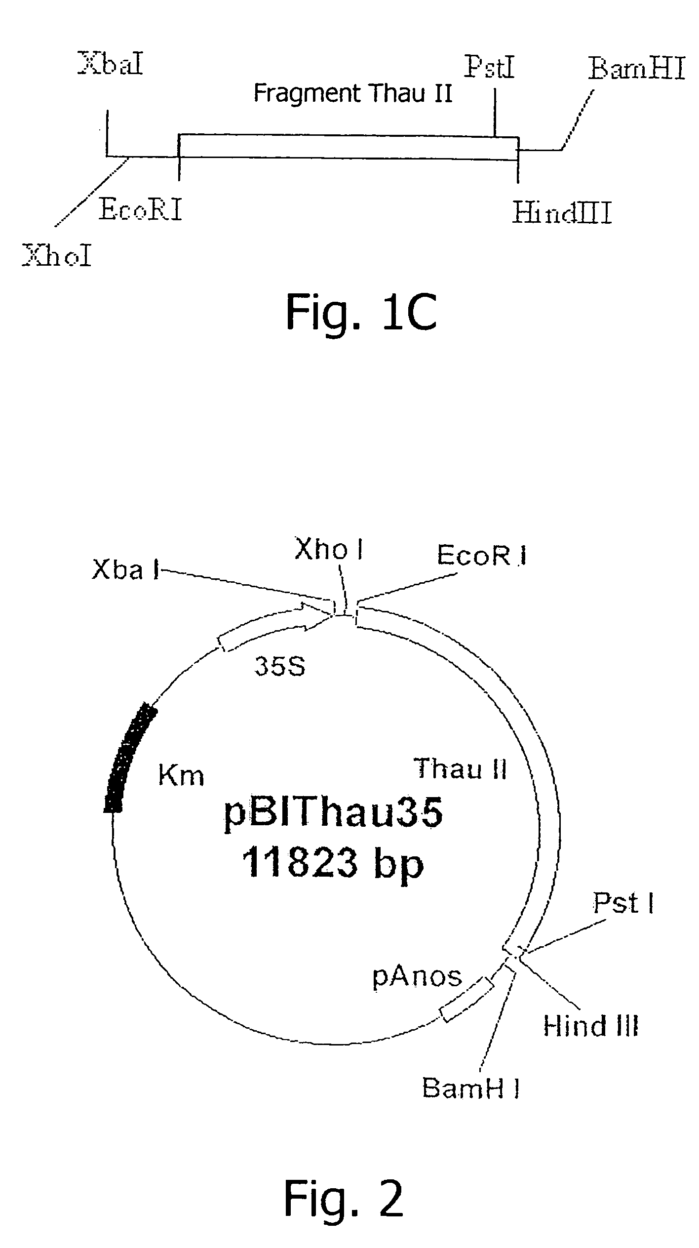 Method for producing a transgenic plant with the aid of agrobacterium thumefaciens