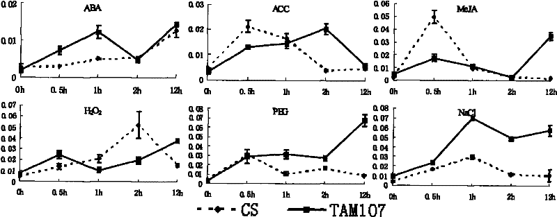 Protein related to plant heat resistance property and coding gene and application thereof