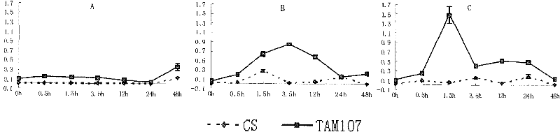 Protein related to plant heat resistance property and coding gene and application thereof