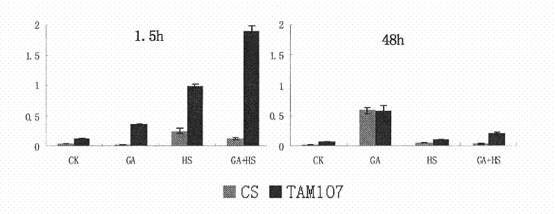 Protein related to plant heat resistance property and coding gene and application thereof