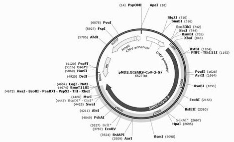 A kind of sars-cov-2 pseudovirus mouse in vivo packaging system and preparation method thereof