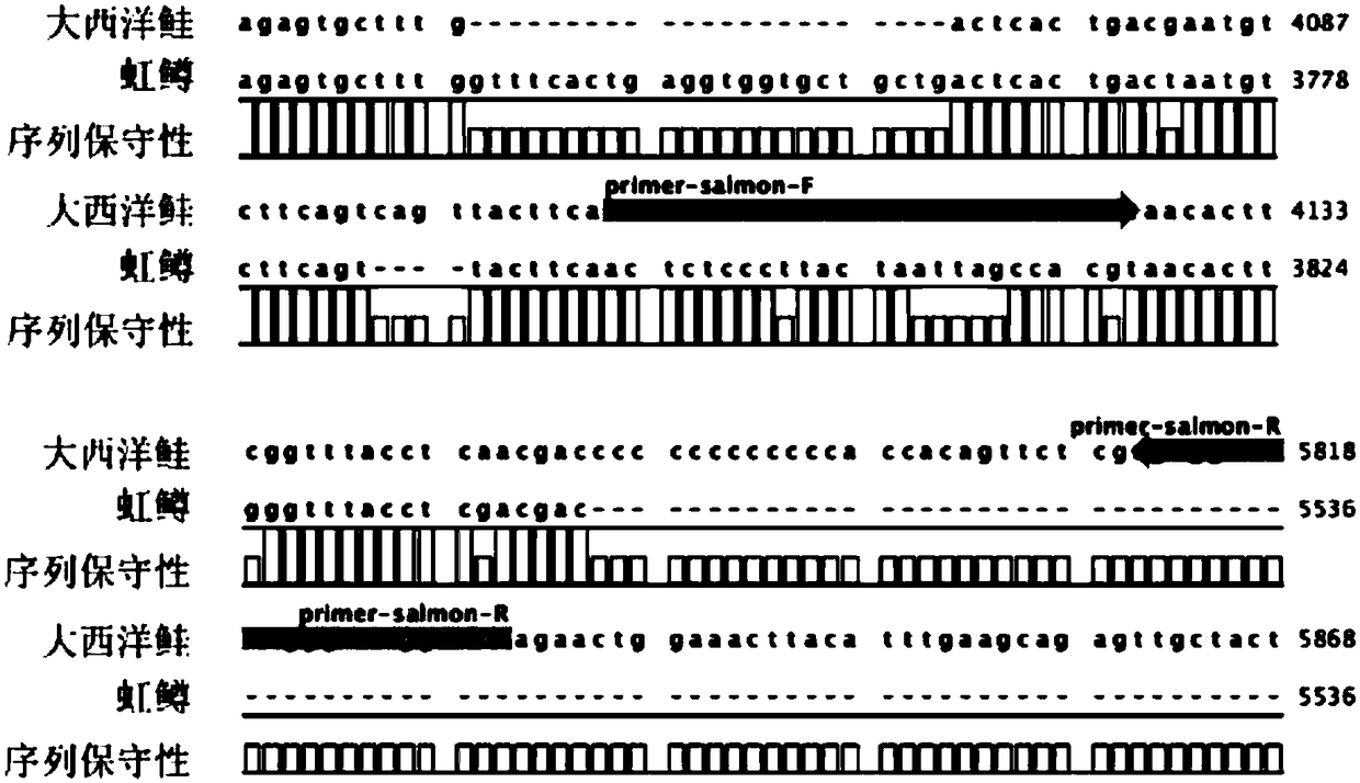 A biosensing assay for the identification of Atlantic salmon and rainbow trout