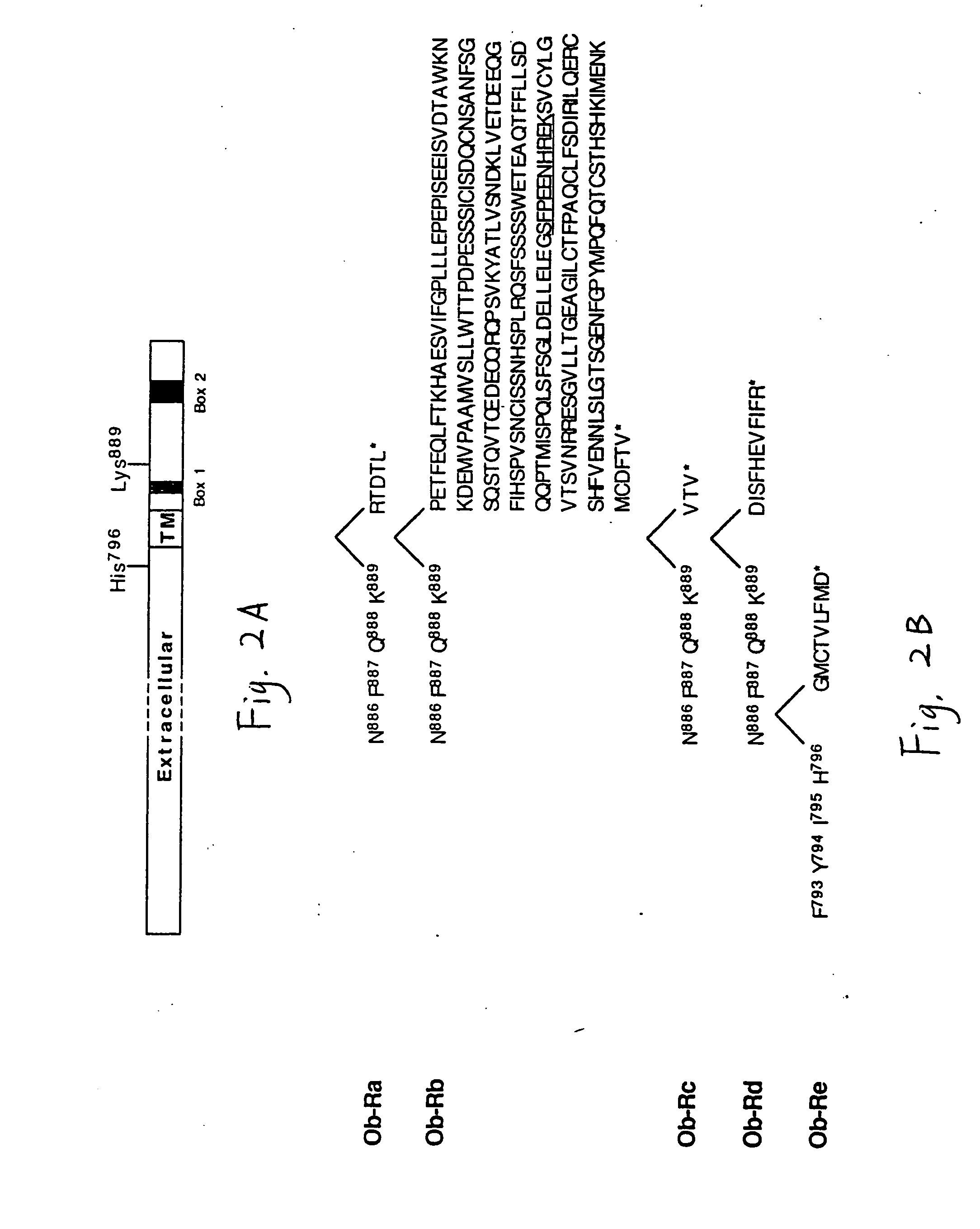 Db, the receptor for leptin, nucleic acids encoding the receptor, and uses thereof