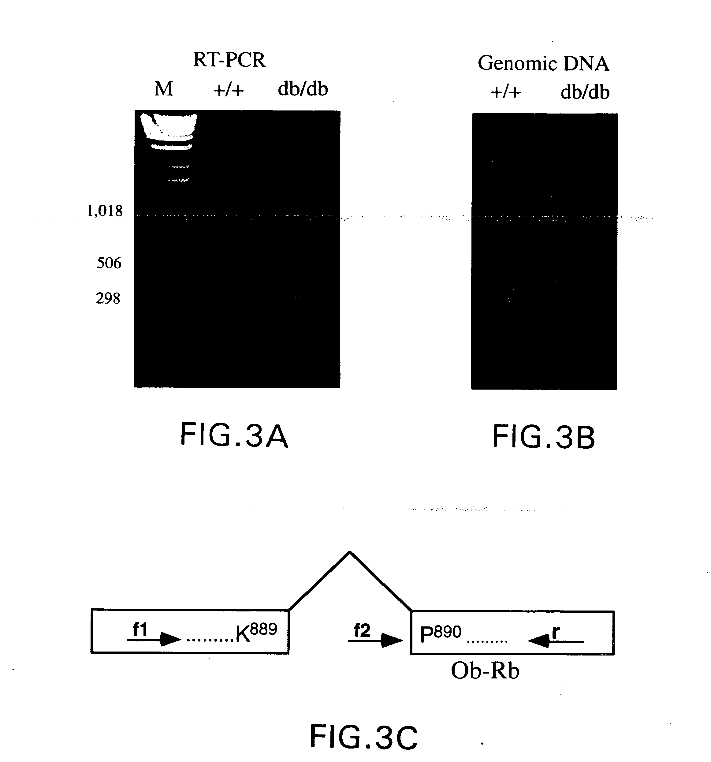 Db, the receptor for leptin, nucleic acids encoding the receptor, and uses thereof