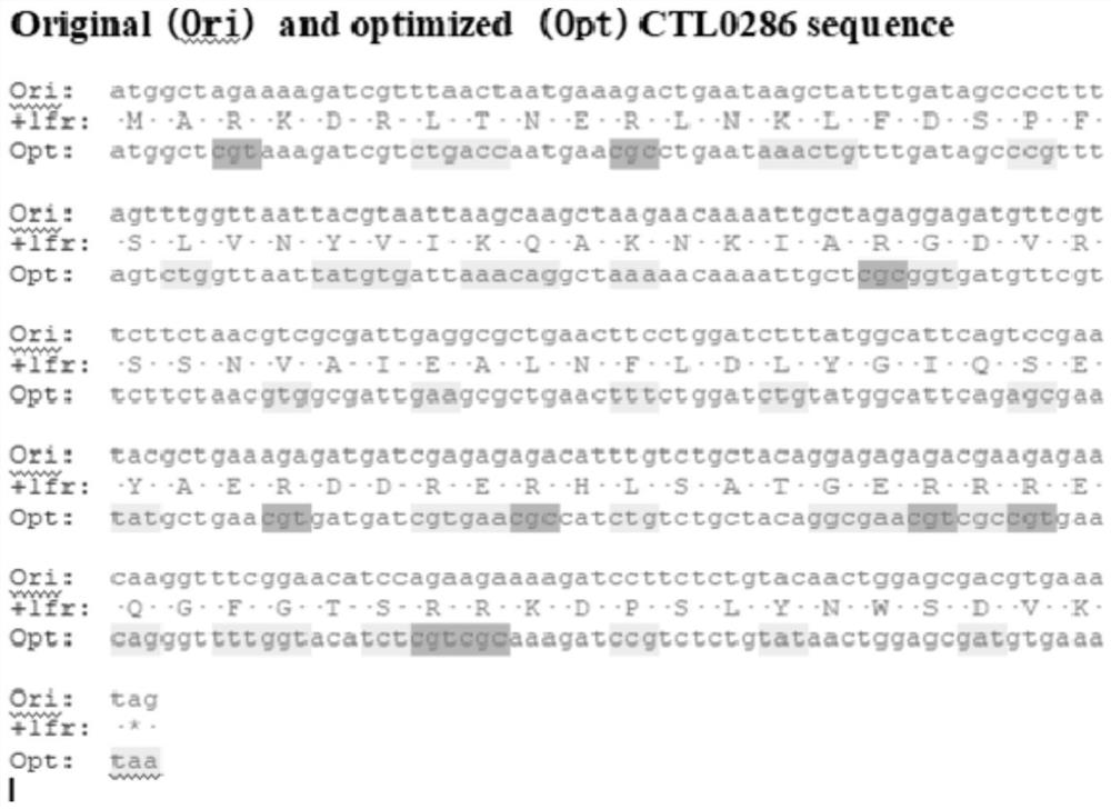 A codon-optimized Chlamydia trachomatis ctl0286 gene and its application