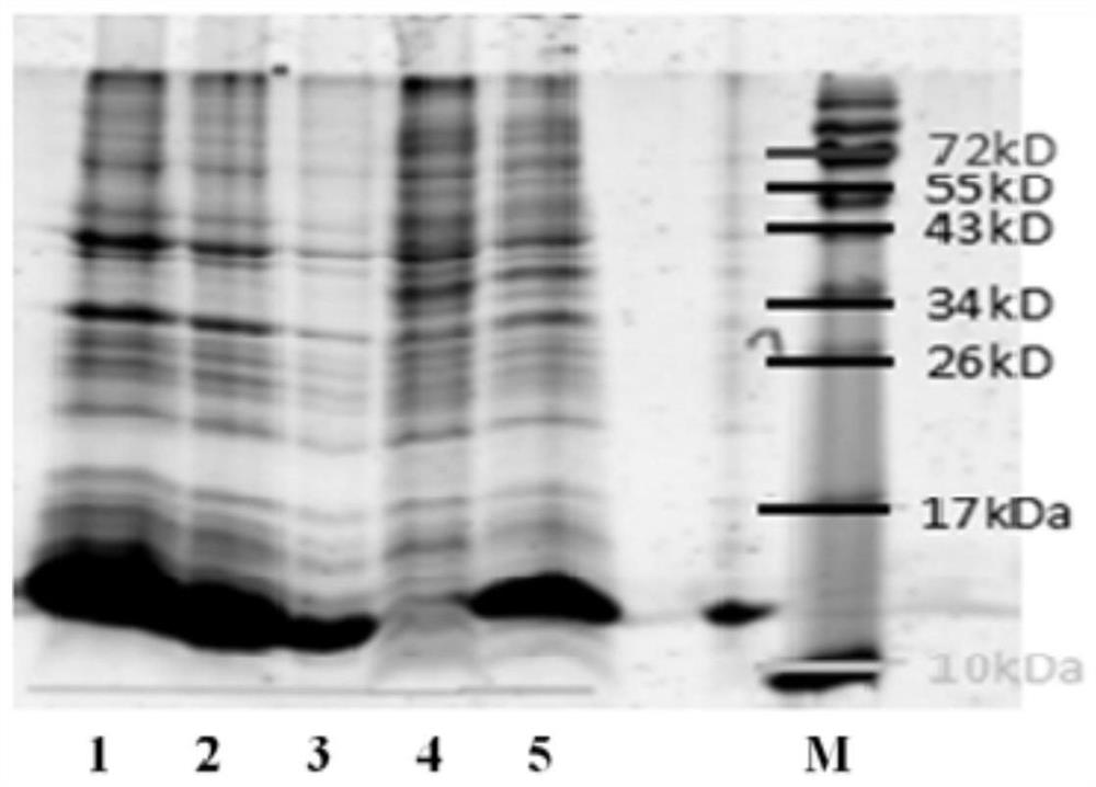 A codon-optimized Chlamydia trachomatis ctl0286 gene and its application