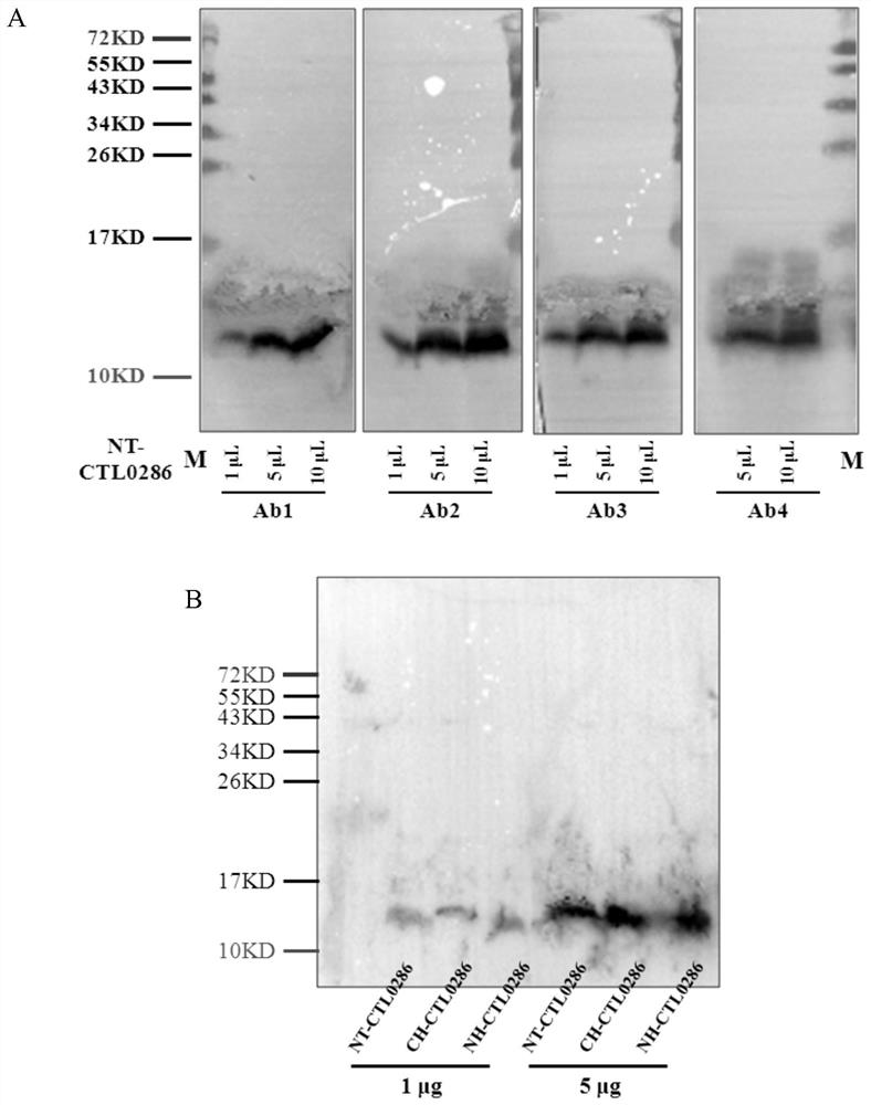 A codon-optimized Chlamydia trachomatis ctl0286 gene and its application