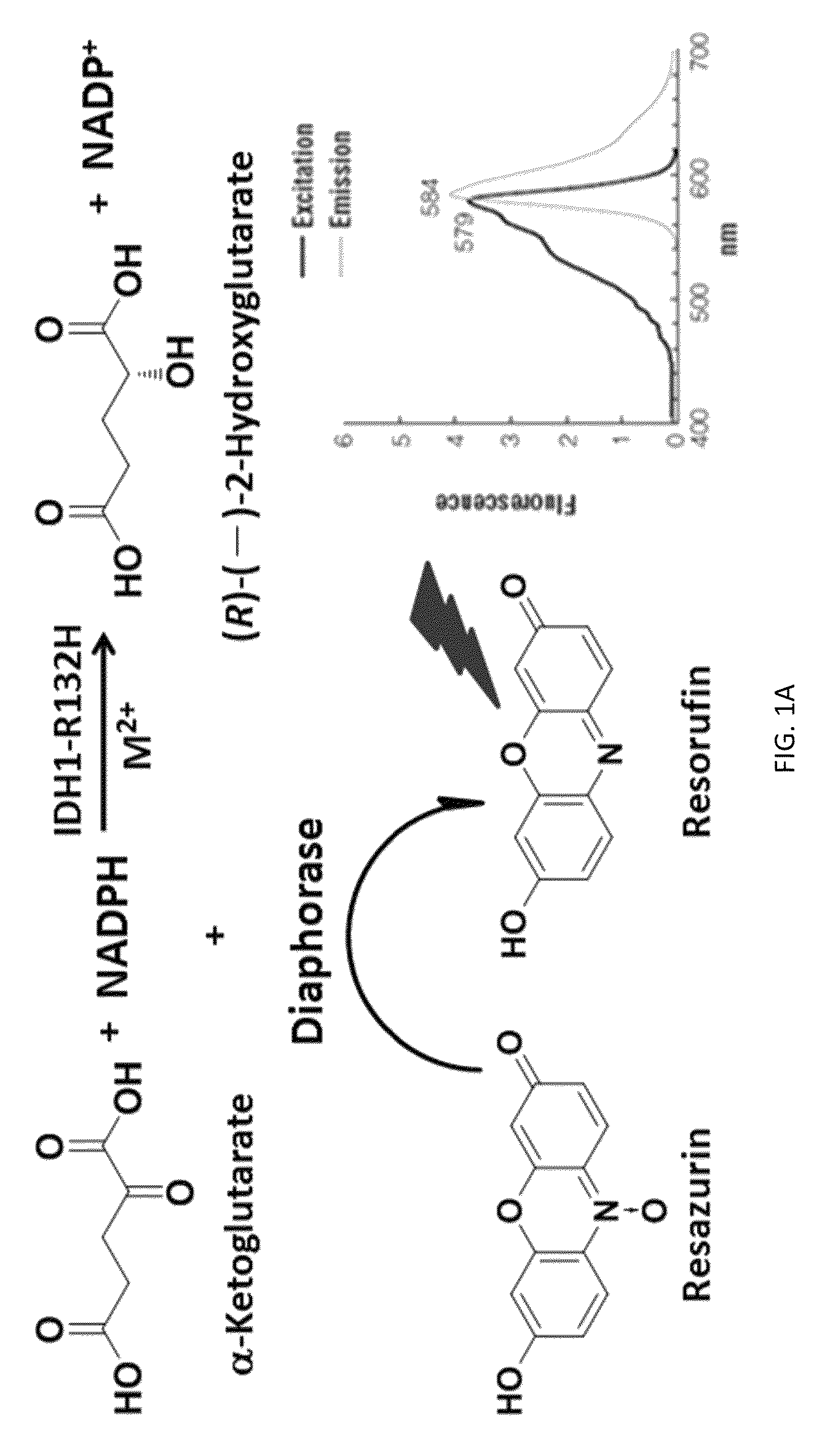 Compounds and methods for the treatment of isocitrate dehydrogenase related diseases