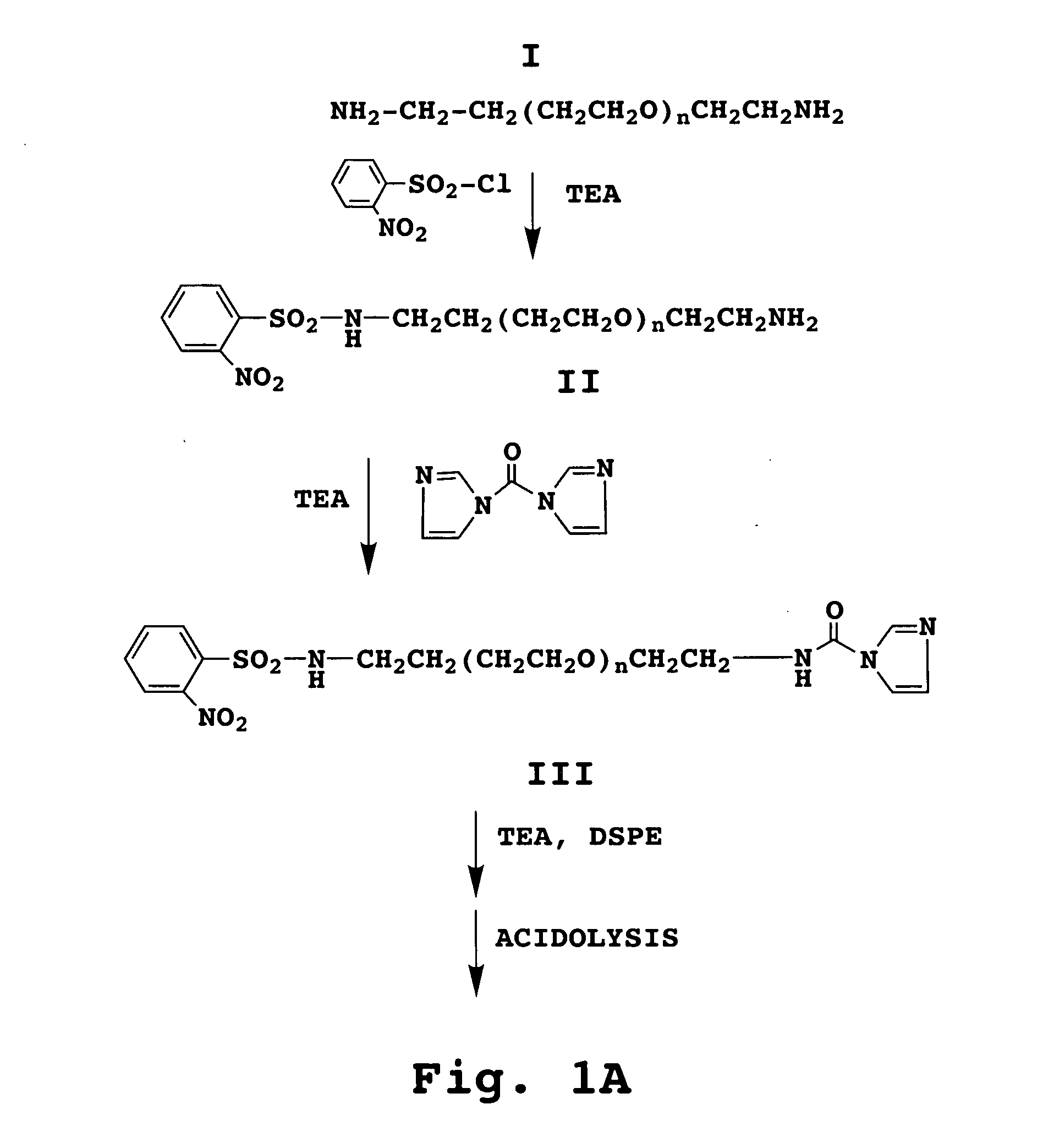 Immunoliposome composition for targeting to a HER2 cell receptor