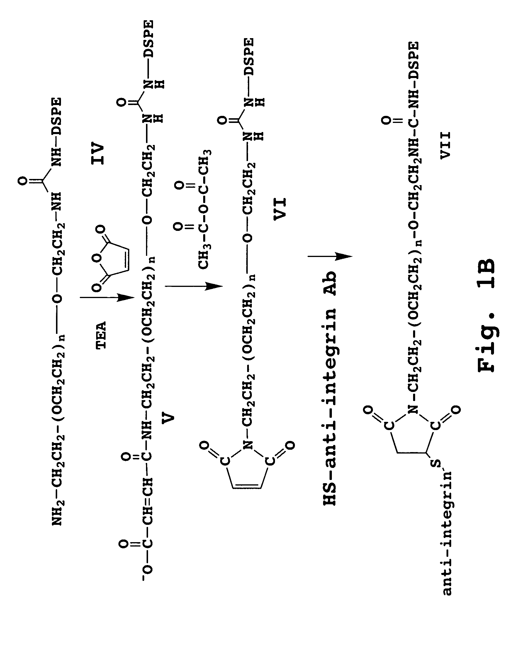 Immunoliposome composition for targeting to a HER2 cell receptor