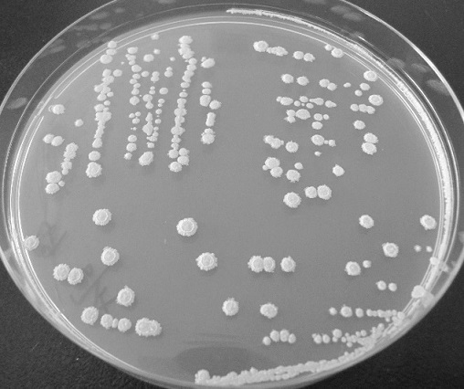 Bacillus velezensis Hsg1949 and application of bacillus velezensis Hsg1949