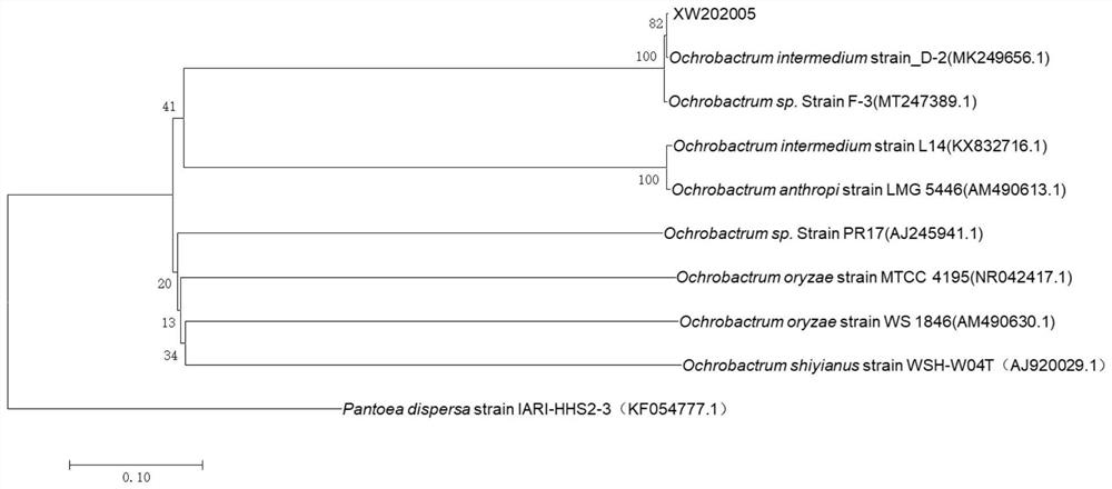 Fiber degradation strain and enzyme production method thereof