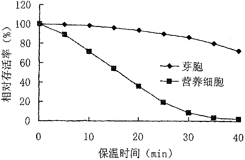 Solid fermentation process for preparing bacillus natto microecological preparation