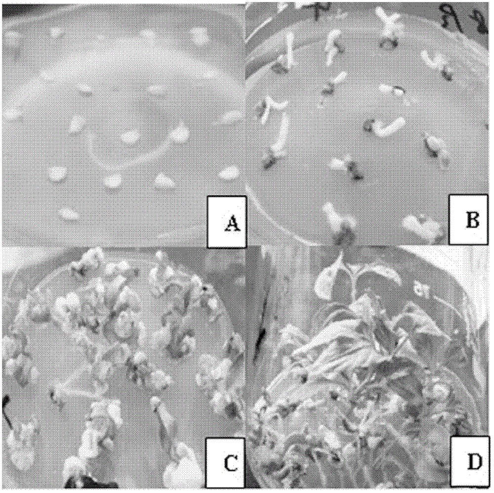 Method for quickly obtaining capsicum transgenic plant