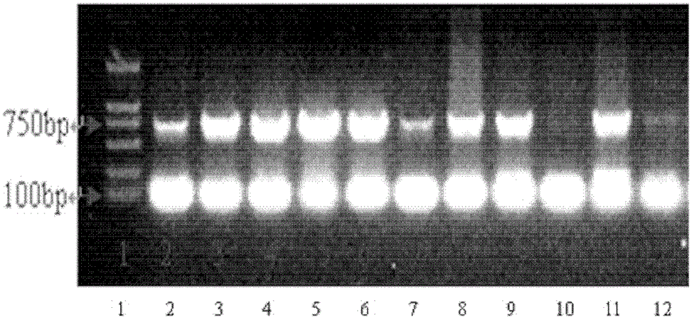 Method for quickly obtaining capsicum transgenic plant