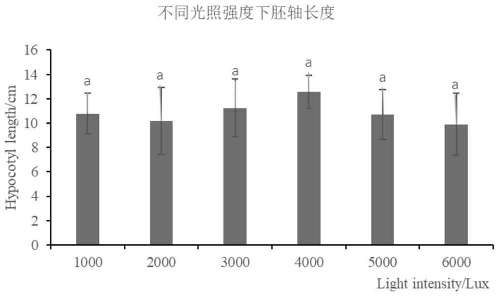 Sprouting vegetable planting method and application thereof