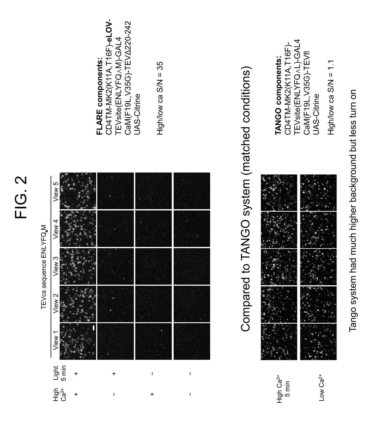Protein-protein interaction detection systems and methods of use thereof