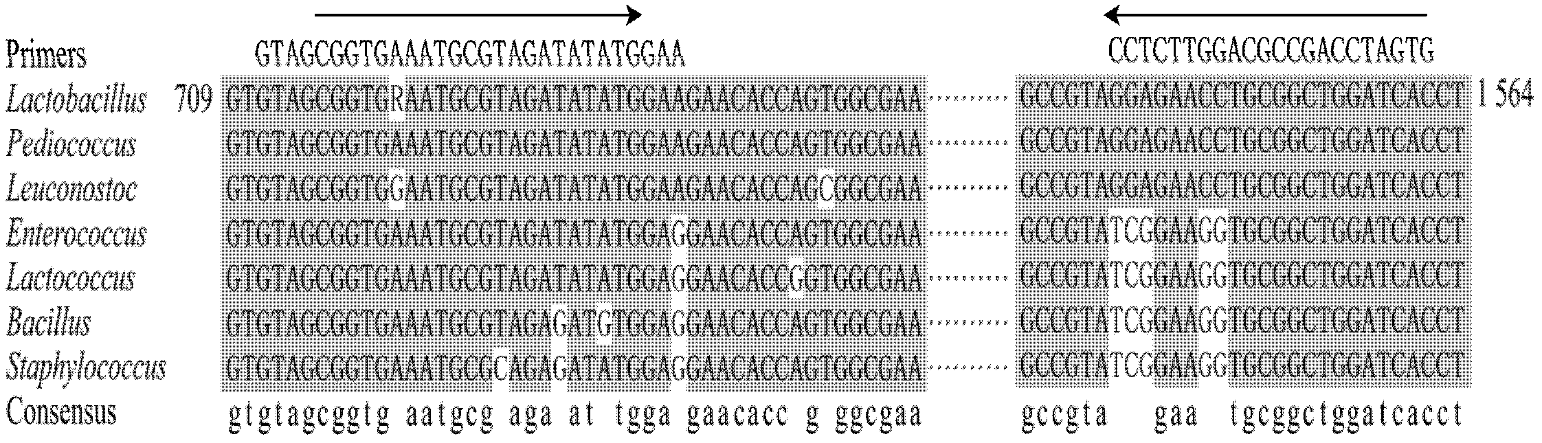 Method and kit for screening/detecting lactobacillus